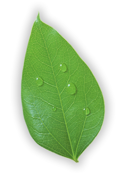 leaf-clean-1